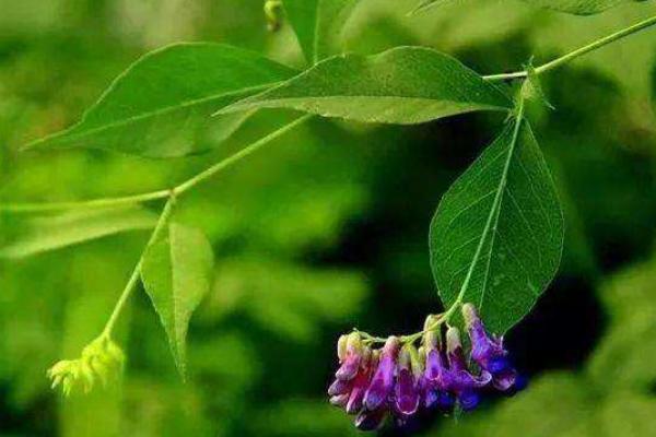 野菜歪頭菜幾月有 歪頭菜市場價值如何