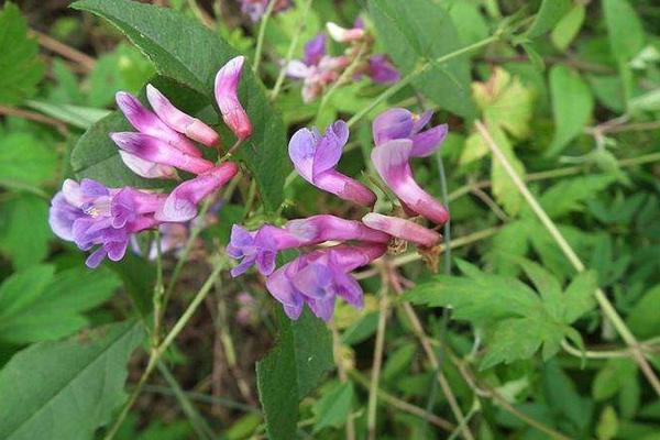 野菜歪頭菜幾月有 歪頭菜市場價值如何