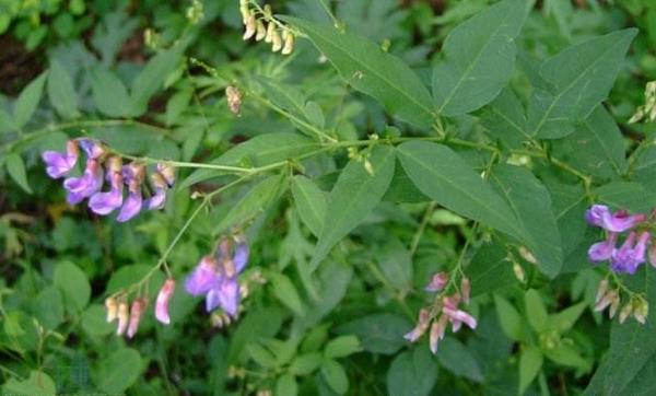 野菜歪頭菜高產栽培技術 歪頭菜繁殖方法