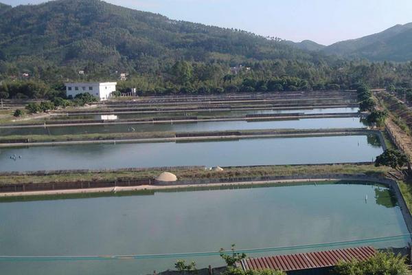 2019年搞養(yǎng)殖還能賺錢嗎（養(yǎng)什么好）