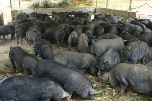 2019年搞養(yǎng)殖還能賺錢嗎（養(yǎng)什么好）