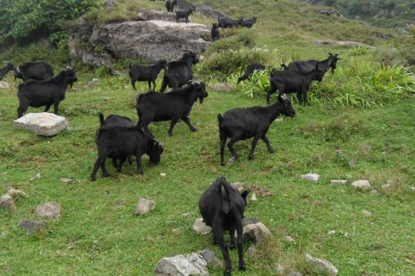 2019年搞養(yǎng)殖還能賺錢嗎（養(yǎng)什么好）