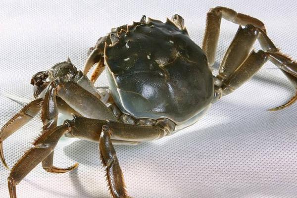 2019年搞養(yǎng)殖還能賺錢嗎（養(yǎng)什么好）