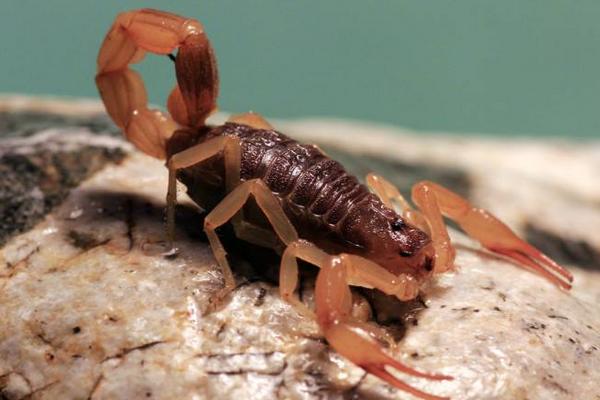 2019年搞養(yǎng)殖還能賺錢嗎（養(yǎng)什么好）