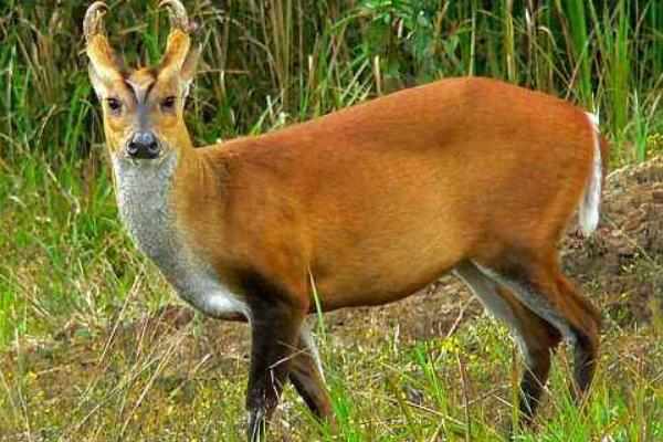 2019年搞養(yǎng)殖還能賺錢嗎（養(yǎng)什么好）