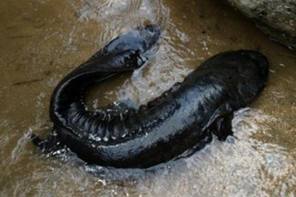 2019年搞養(yǎng)殖還能賺錢嗎（養(yǎng)什么好）