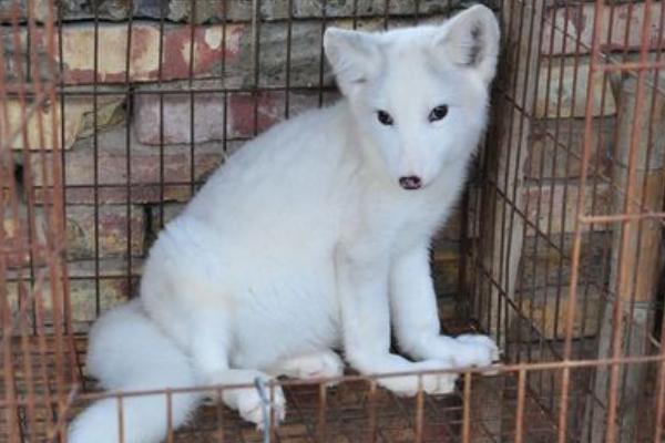 2019年搞養(yǎng)殖還能賺錢嗎（養(yǎng)什么好）