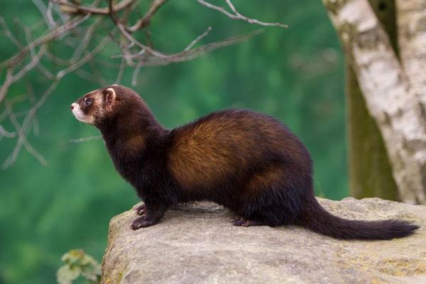 2019年搞養(yǎng)殖還能賺錢嗎（養(yǎng)什么好）