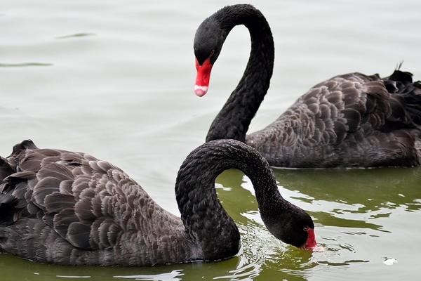 2019年搞養殖還能賺錢嗎（養什么好）