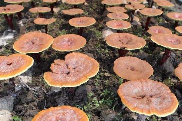 目前長年緊缺的中藥材有哪幾種