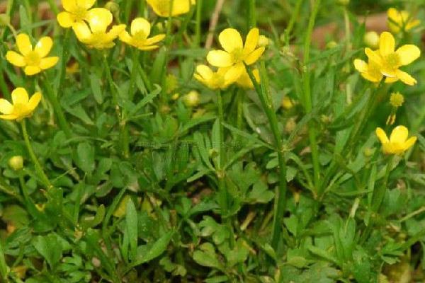 目前長年緊缺的中藥材有哪幾種