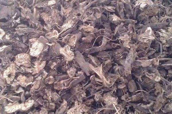 目前長年緊缺的中藥材有哪幾種