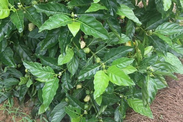 目前長年緊缺的中藥材有哪幾種