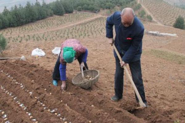 農民在農村如何致富賺錢