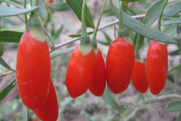 未來幾年什么藥材會緊缺很有市場