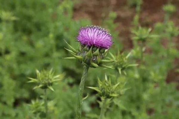 未來幾年什么藥材會緊缺很有市場