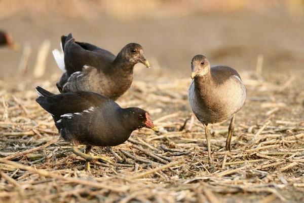 黑水雞養殖是騙局嗎 黑水雞允許人工養殖嗎