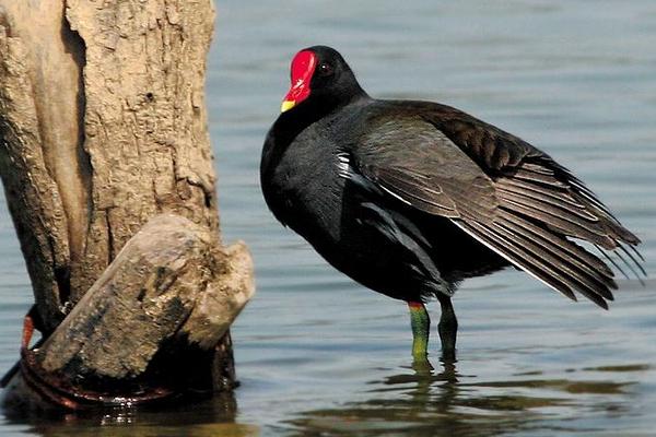黑水雞養殖是騙局嗎 黑水雞允許人工養殖嗎