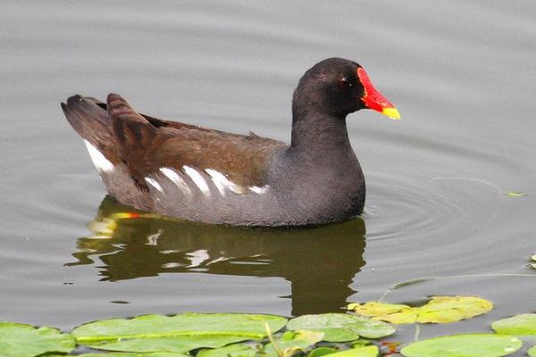 黑水雞養殖是騙局嗎 黑水雞允許人工養殖嗎