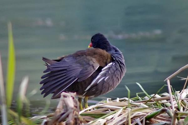 黑水雞養殖是騙局嗎 黑水雞允許人工養殖嗎