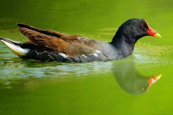 黑水雞養殖是騙局嗎 黑水雞允許人工養殖嗎