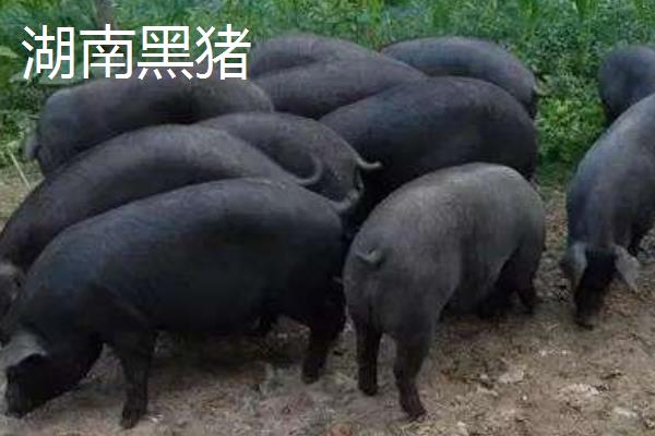 蘇太母豬配什么公豬好