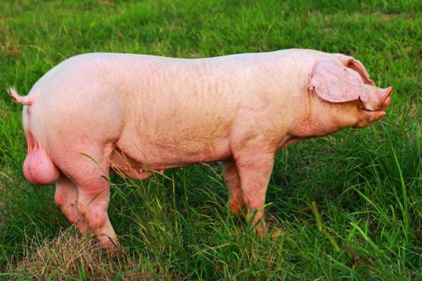 公豬為什么要閹