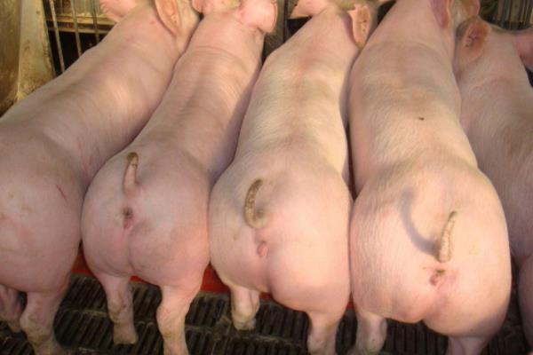 公豬為什么要閹
