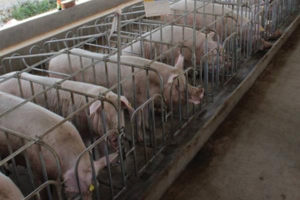 公豬為什么要閹