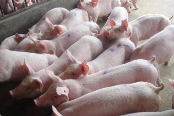 仔豬腹瀉怎么治