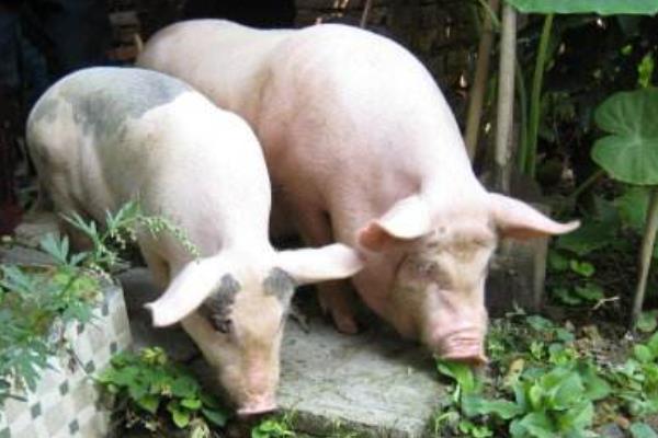 公豬為什么要閹