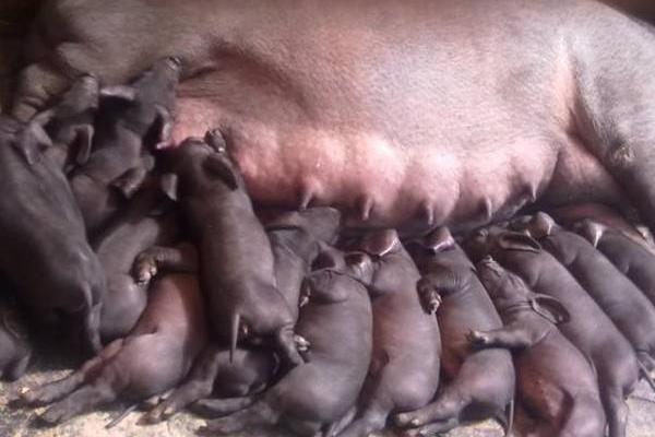 仔豬腹瀉怎么治