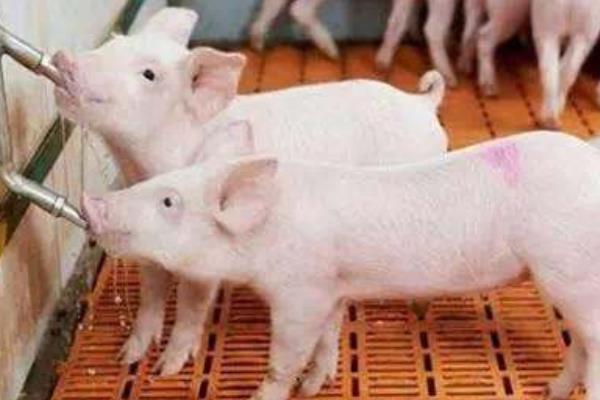 仔豬腹瀉怎么治