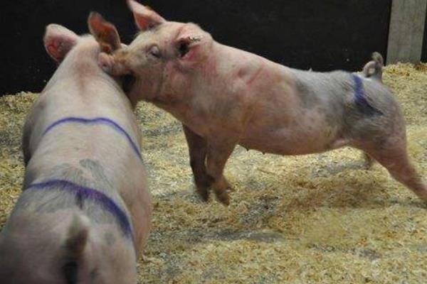 公豬為什么要閹