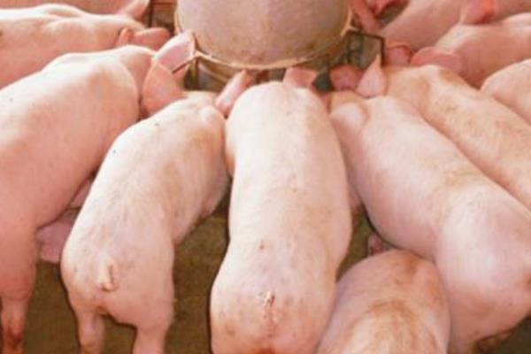 公豬為什么要閹