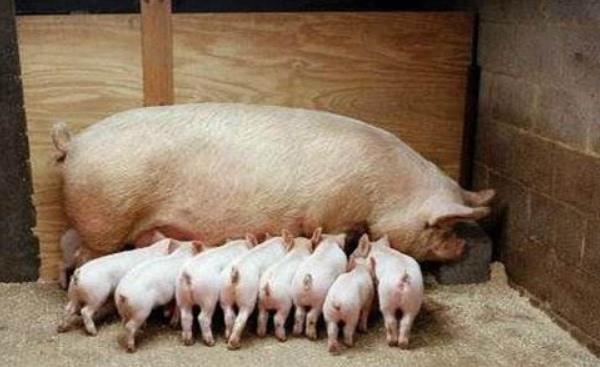 仔豬紅痢病防治方法