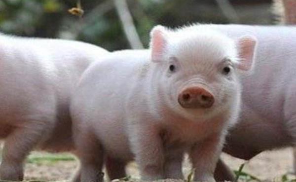 仔豬紅痢病防治方法