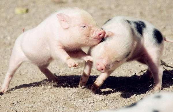 仔豬黃白痢怎么治