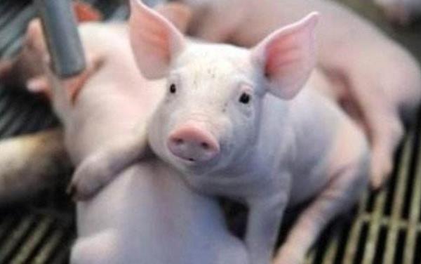 仔豬黃白痢怎么治