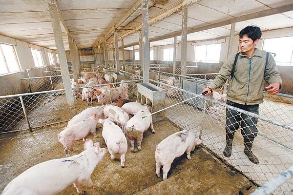 仔豬黃白痢怎么治