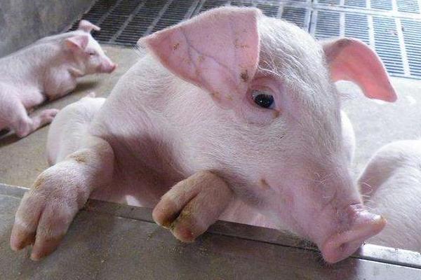 毛豬是什么意思