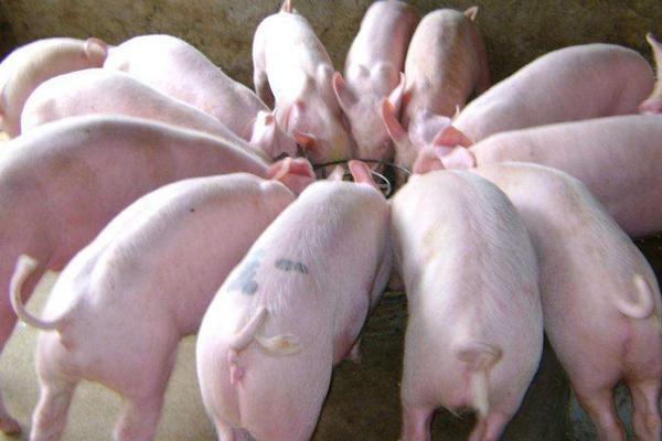 毛豬是什么意思