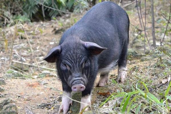 毛豬是什么意思