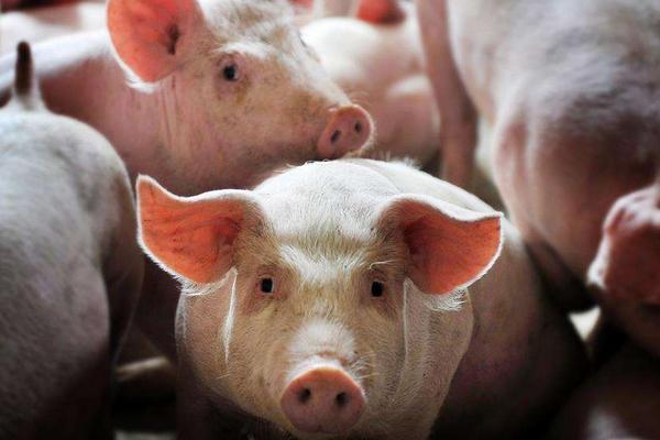 毛豬價格多少錢一斤