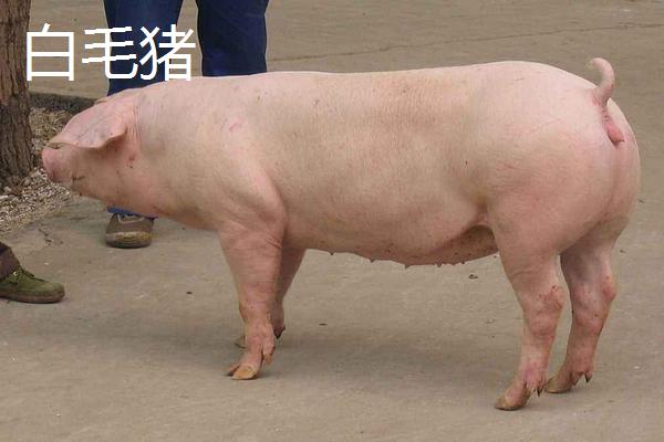 黑毛豬和白毛豬的區(qū)別