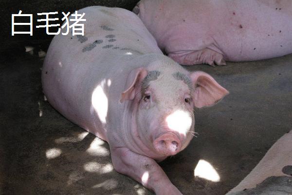 黑毛豬和白毛豬的區(qū)別