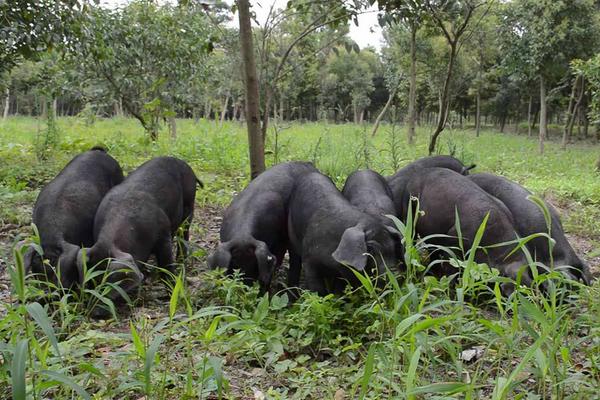 黑毛豬肉多少錢一斤