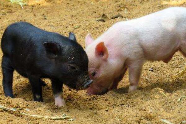 黑毛豬和白毛豬的區(qū)別