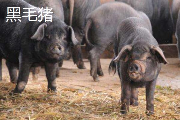 黑毛豬和白毛豬的區(qū)別