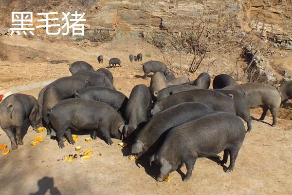 黑毛豬和白毛豬的區(qū)別